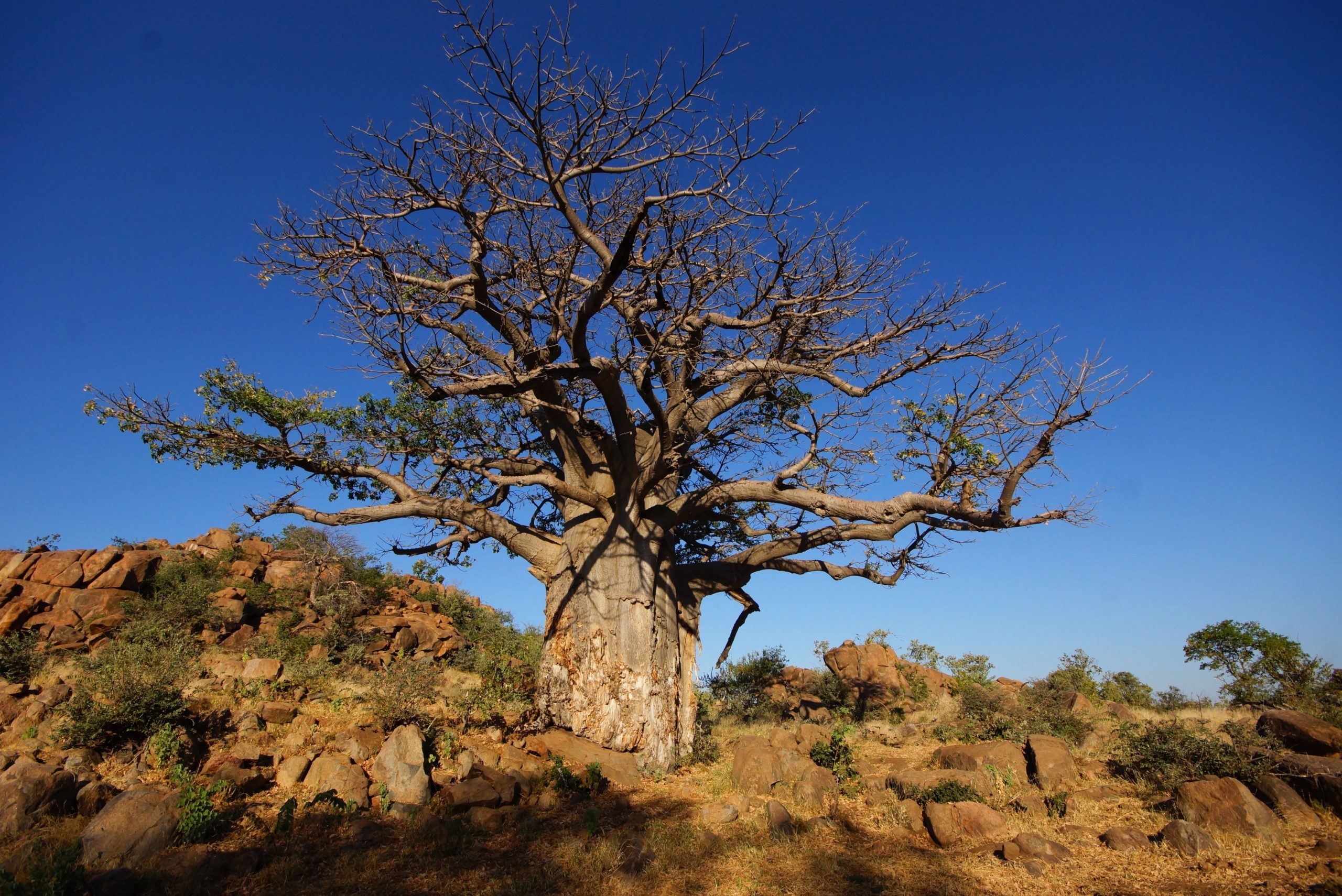 RINGO and the Baobab Tree: A Change-Making Journey of Finding, Learning and Doing