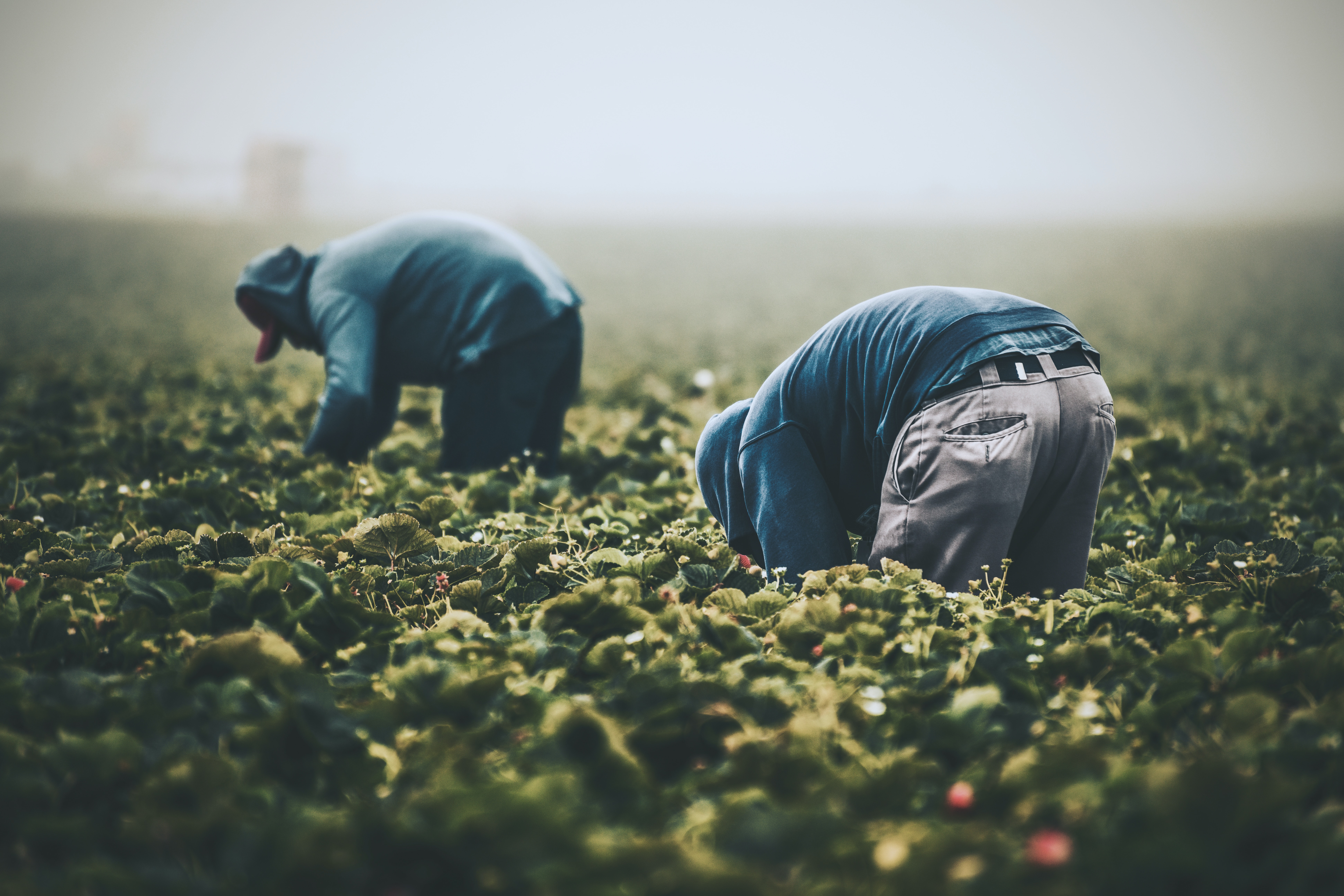 Centering Worker Rights: Insights from the Fair Food Program